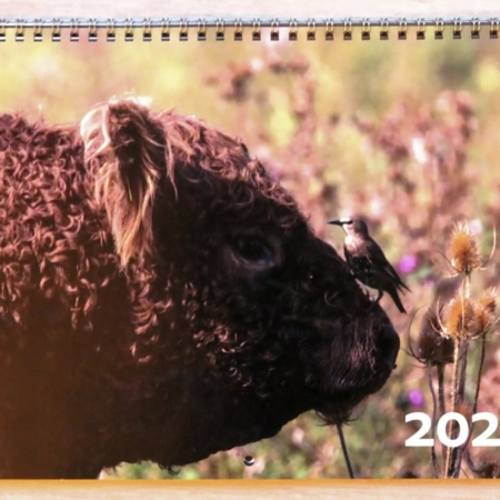 Galloway Kalender 2022