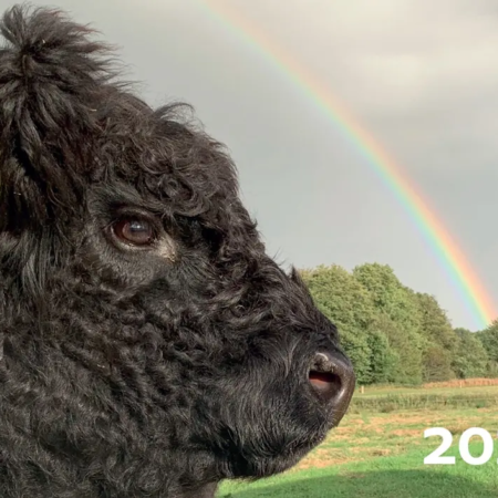 Galloway Kalender 2023